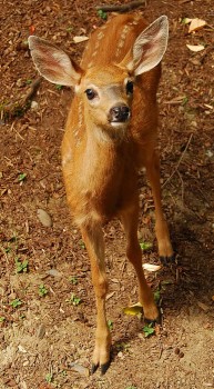 A curious blacktail fawn looks up.