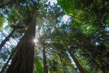 Trees on Sucia Island, Washington